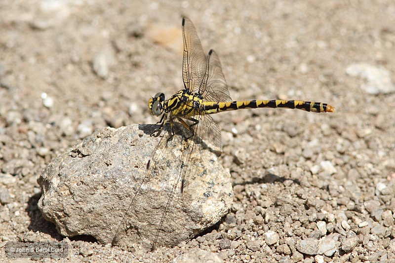 J14_1517 Onychogomphus uncatus.JPG